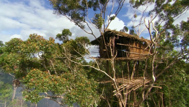印尼科罗威树屋