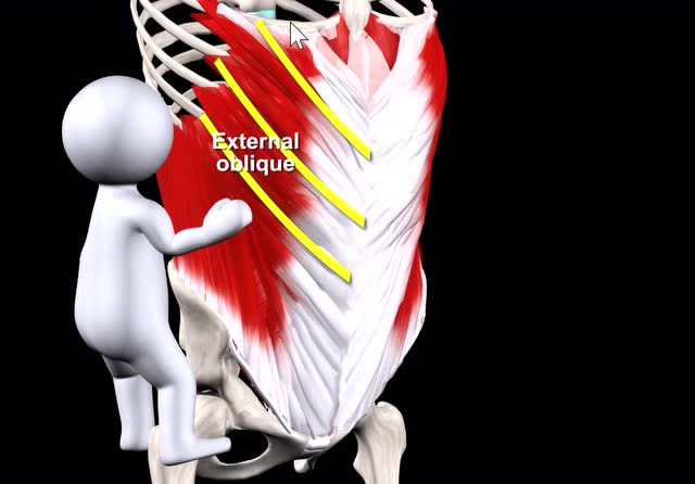 3d动画课堂:你知道腹肌都有哪些吗?腹壁肌肉的排列是怎样的?