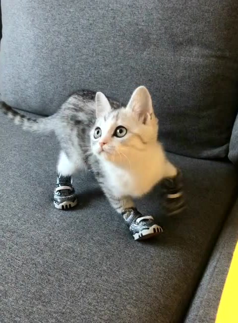 穿上鞋子的小猫咪,不知道怎么走路了