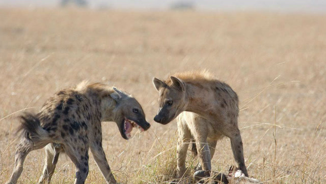 勇敢的小角马大战鬣狗,谁更厉害?不到最后一刻不知道结局?