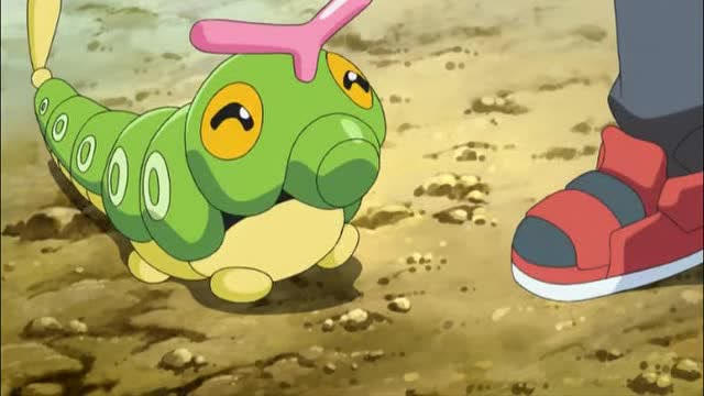 神奇宝贝,在小智的帮助下,绿毛虫终于进化了