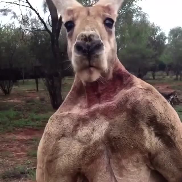 袋鼠这身肌肉看完想去健身了