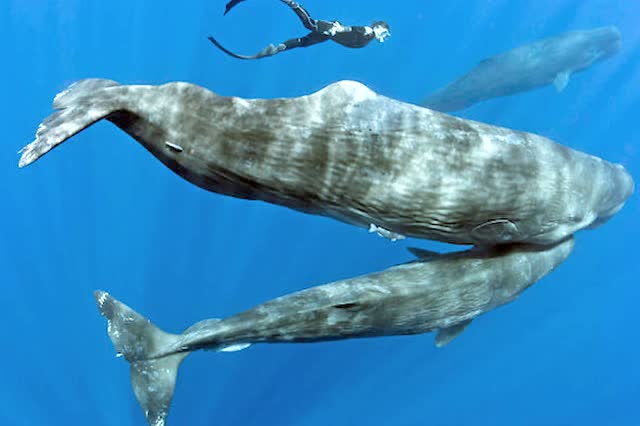 水下摄影师拍摄到罕见的鲸鱼睡觉照片
