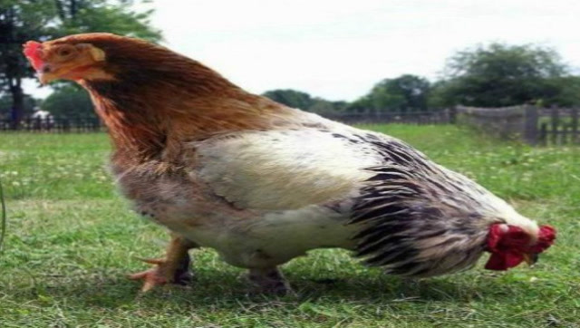 很多种双头动物都见过.还是第一次见双头鸡