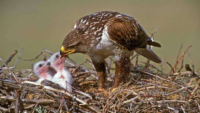 母鹰出去捕猎,小鹰快饿死,鹰妈妈回来叼着老鼠送入鹰宝宝口中