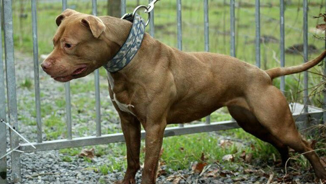 体力与耐力的残酷考验 ,比特犬恐怖的拖重训练