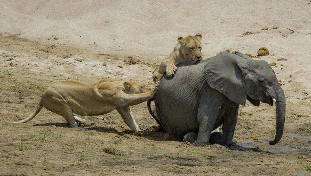 大象杀狮子图片