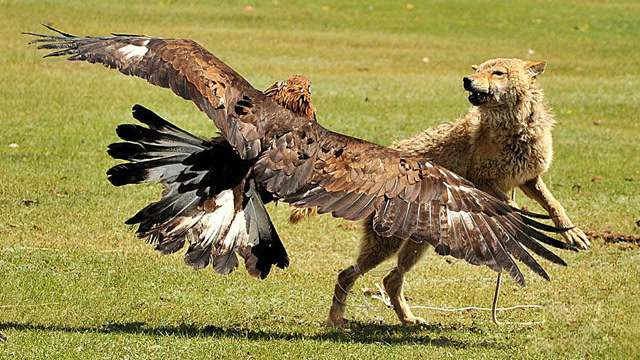 小狼还在玩耍,下一秒就被食狼鹰叼走