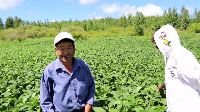 嫩江县白云乡民富村大豆