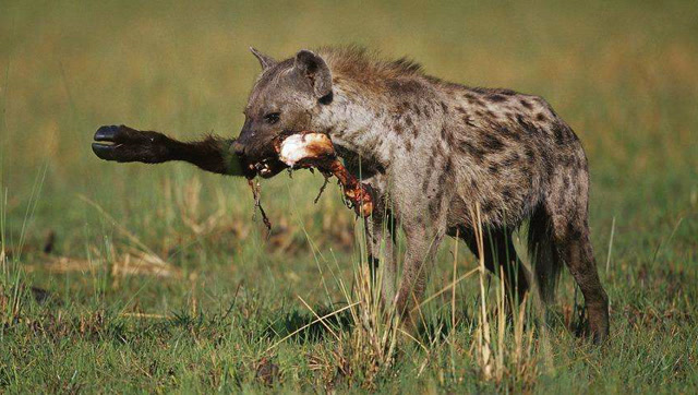 非洲鬣狗凶残活吃大水牛,只是这水牛也太淡定了吧