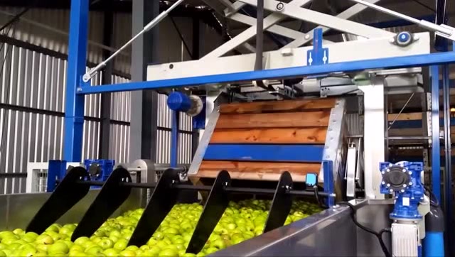 实拍国外苹果分拣流水线,这机械化水平让我很满意