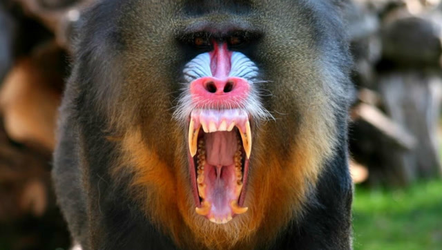 世界上最凶残的猴子,血盆大口,还会以毒蛇为食!