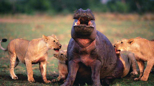 2000公斤河马大嘴咬爆狮子头,20头狮子败给了一只河马!