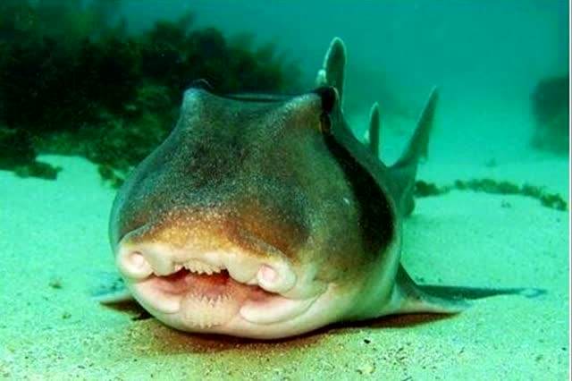 世界上最温和的鲨鱼,澳大利亚虎鲨