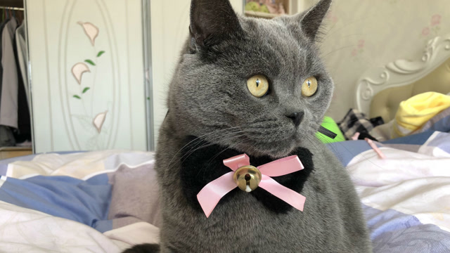 一只戴着领结的蓝猫哥哥,快来吸一吸这只绅士猫吧