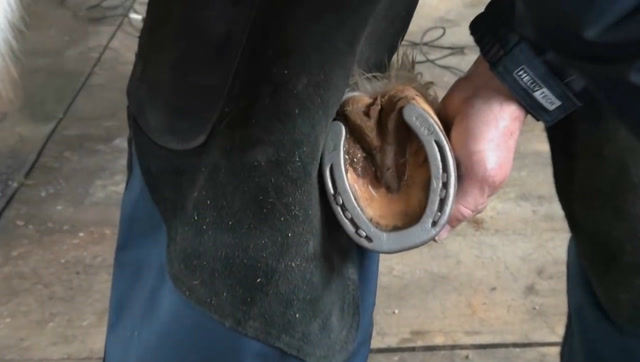 实拍牧民修马掌,强迫症福利!
