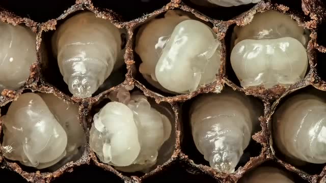 节腹泥蜂的卵图片
