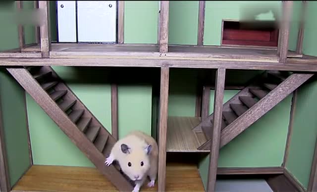 仓鼠的别墅,豪华之极