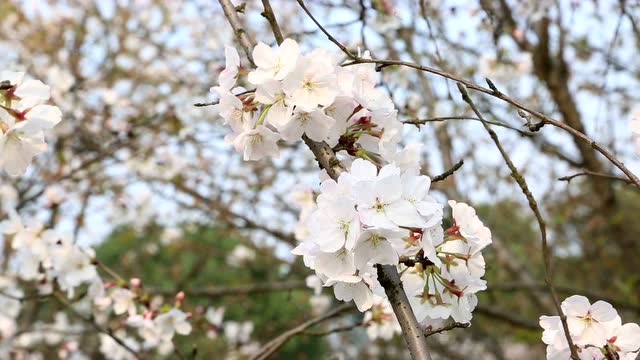 玉湖公园的樱花图片