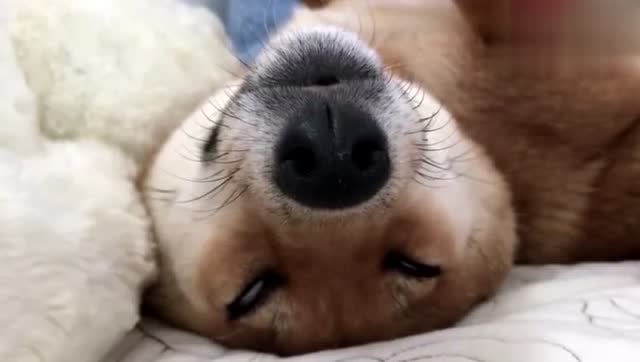 柴犬不愧是表情包,睡觉都这么有戏,这大白眼翻的