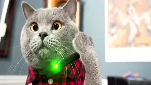 谁说猫咪不会看家!放弃度假旅行的机智猫在家智斗两歹徒!