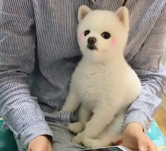 博美闹闹跟小姨太亲了,闹爸闹麻都吃醋了,看闹闹那小嘴嘟的!