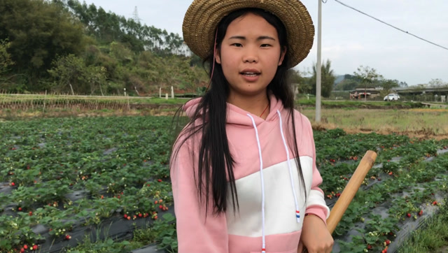 18岁农村女孩辍学种3亩草莓,施农家肥从不打农药,月入过万元