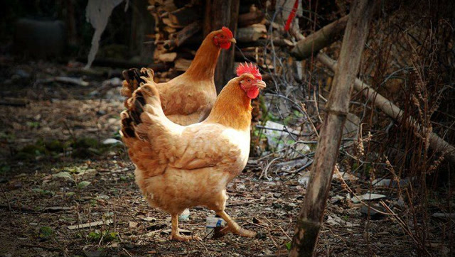 母鸡叫声 腾讯网