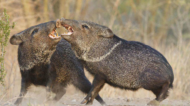 年轻版贝爷荒野求生:一分钟教会你野外抓野猪 最后抓住一只!