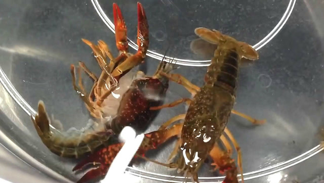 小龙虾蜕壳,这场面不多见啊
