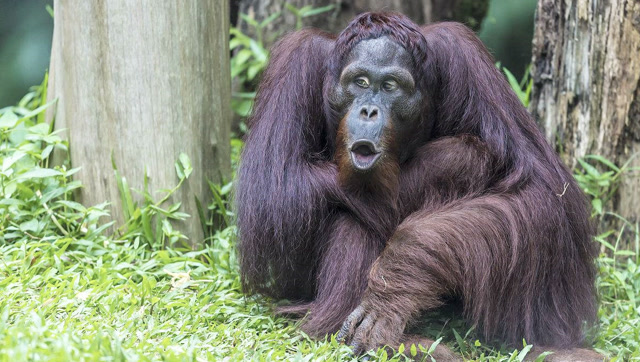 红毛猩猩隔着玻璃模仿人类的动作,太逗了