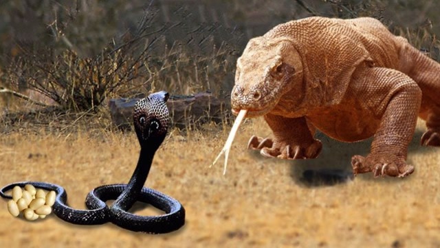 巨蜥偷袭蛇蛋,眼镜蛇悲痛万分大战巨蜥,没想到结果这么出乎意料!