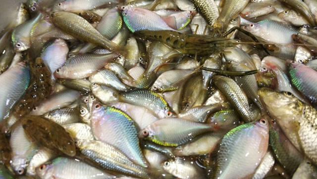 农村这种鱼大家见过吗?地笼一放就是几千条,太过瘾了