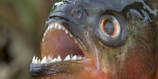 食人鱼10秒把鲶鱼啃得剩下骨架,看得人头皮发麻啊!