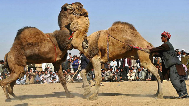 骆驼为了争夺配偶权,打架激烈,只攻击这一个位置