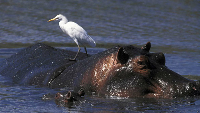 河马饿急了,在水里猎杀水牛,只听见一声声嘎嘣脆