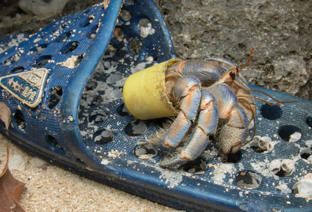 在乱扔入大海的垃圾里寻找住处?一只寄住在破旧瓶盖里的寄居蟹!