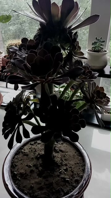 新买的一盆叫魔法师的花,叶片会因日照而改变颜色哦