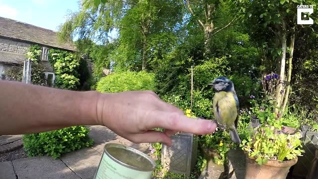 原来这才是喂鸟的方法,我也去试试