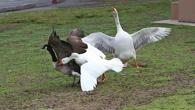 鸭子和鹅疯狂打架,没想到鹅被鸭子一顿暴揍!哈哈