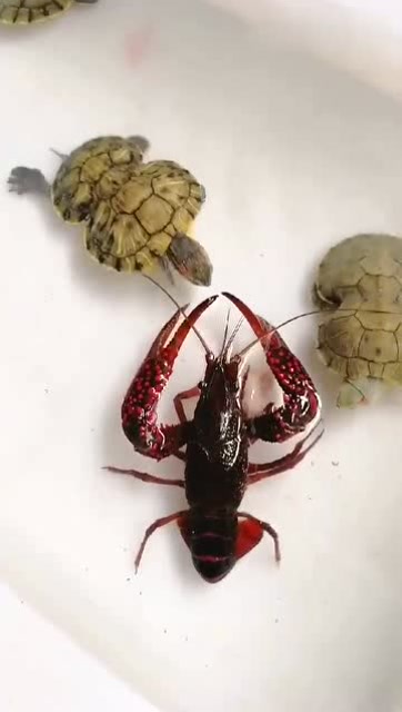 变异乌龟大战小龙虾,结局令人瞠目结舌!