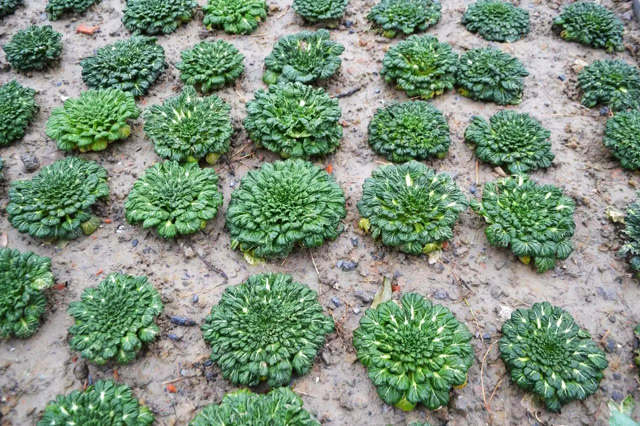 菜农种植乌塌菜,播种,移栽,中耕,间苗田间管理