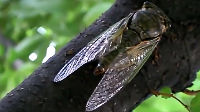 蝉用肚子叫,用肚子听,却是最吵的昆虫,最强音堪比飞机发动机