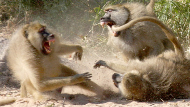 狒狒两大家族打群架,意想不到的事情发生了,镜头拍下全过程