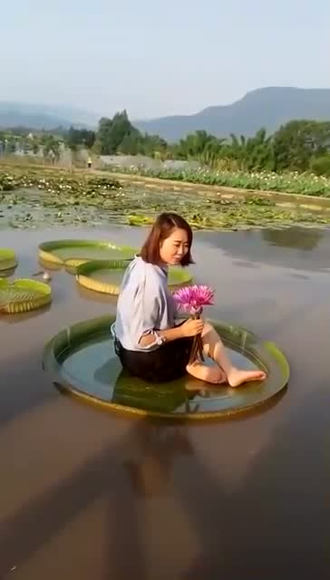 女子坐在王莲叶子上拍照,网友:回眸一笑百媚生,好漂亮的姑娘!