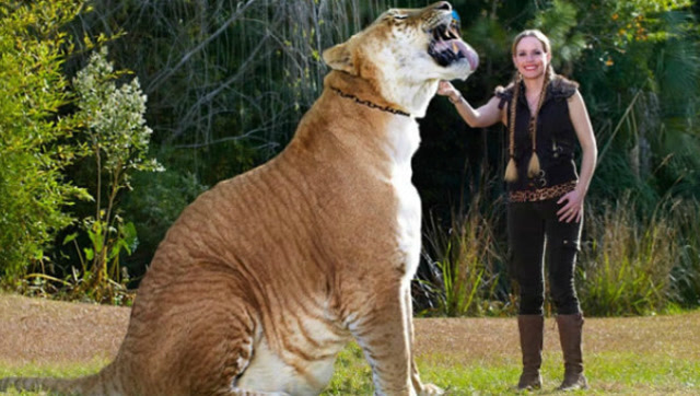 全球最大的猫科动物狮虎兽,看看有多大?人在它的面前瞬间成小猫咪