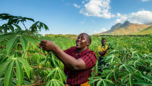 在非洲人们宁愿饿死也不种地,难道真的是因为懒吗?