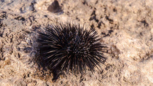 被称为海中刺猬的海胆是现实中的美味但很多都是有毒的哦