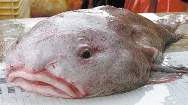 世界最丑的鱼,全身上下没有一块骨头,居然还有人敢吃!