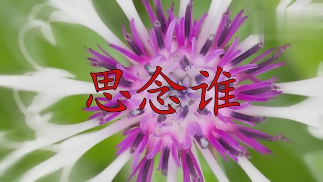 雷婷一开口就被迷住!歌曲《思念谁》,犹如天籁